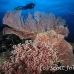 coral_soft_pc_h_0705_png1942.jpg